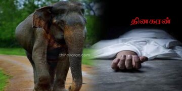 யானை தாக்கி விவசாயி ஒருவர் உயிரிழப்பு.!