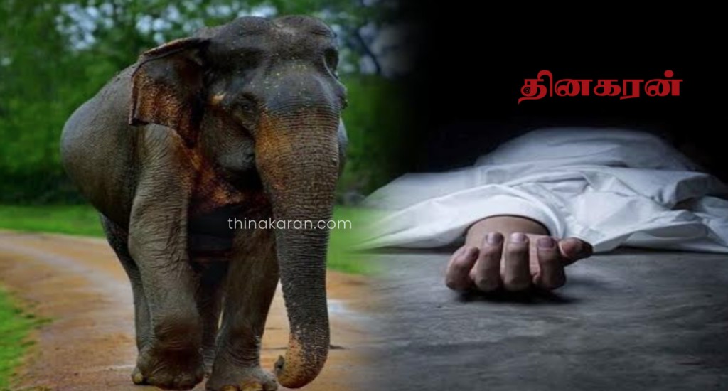 யானை தாக்கி விவசாயி ஒருவர் உயிரிழப்பு.!