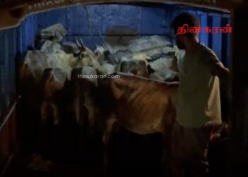 அனுமதிப்பத்திரம் இன்றி கால்நடைகளை கொண்டு சென்ற ஒருவர் கைது.!