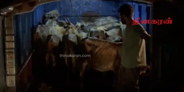 அனுமதிப்பத்திரம் இன்றி கால்நடைகளை கொண்டு சென்ற ஒருவர் கைது.!