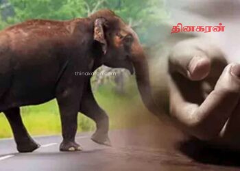 காட்டுப் பகுதிக்கு தேன் எடுக்கச் சென்றவருக்கு நேர்ந்த துயரம்.!