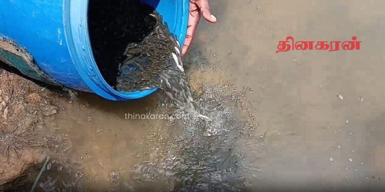 குளங்களில் மீன் குஞ்சுகளை விடும் திட்டம் ஆரம்பம்.!