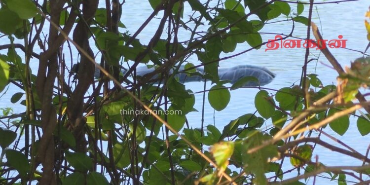 வாவியில் மிதந்த இரு ஆண்களின் சடலங்கள்; பொலிஸார் தீவிர விசாரணை.!