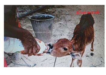 வாழ்வாதாரத்திற்காக வளர்க்கப்படும் பசு மாடுகள் தொடர்ச்சியாக திருட்டு வாழ்வாதாரம் பாதிப்பு!