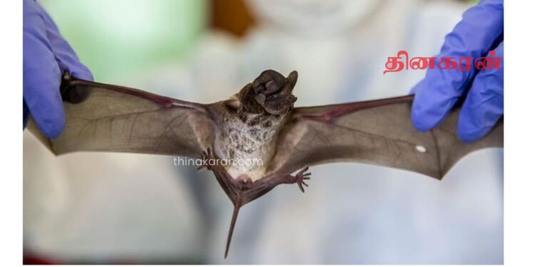 வௌவால்கள் இடம் புதிய கொரோனா: தாய்லாந்து விஞ்ஞானிகள் கண்டுபிடிப்பு!