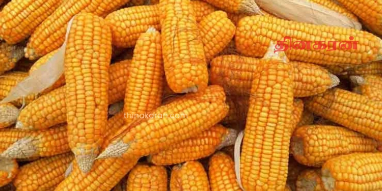 மக்காச்சோளத்துக்கு இறக்குமதி வரி அதிகரிப்பு!