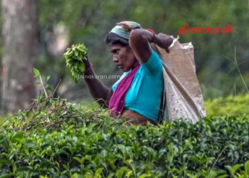 தேயிலைத் தொழில் துறை தொழிலாளர்களுக்கான புதிய ஓய்வூதியத் திட்டம்!