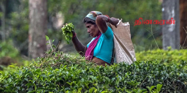 தேயிலைத் தொழில் துறை தொழிலாளர்களுக்கான புதிய ஓய்வூதியத் திட்டம்!