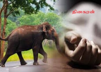 யானை தாக்கி இளைஞன் உயிரிழப்பு.!