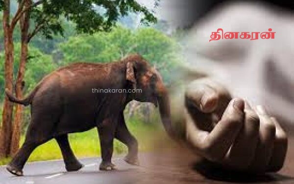 யானை தாக்கி இளைஞன் உயிரிழப்பு.!