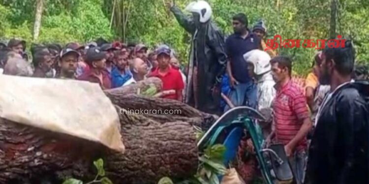 முச்சக்கரவண்டி மீது முறிந்து வீழ்ந்த மரம்; மாணவன் உட்பட மூவர் உயிரிழப்பு.!