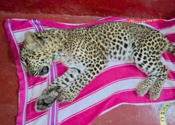 வாகனம் மோதி சிறுத்தைக் குட்டி உயிரிழப்பு.!