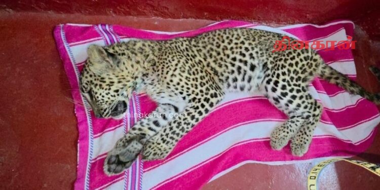வாகனம் மோதி சிறுத்தைக் குட்டி உயிரிழப்பு.!
