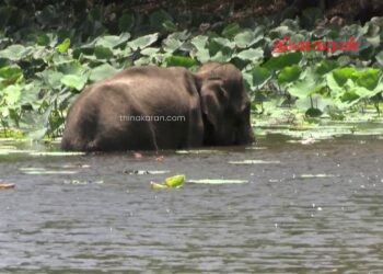 கிளிநொச்சியில் யானைகள் அட்டகாசம்!