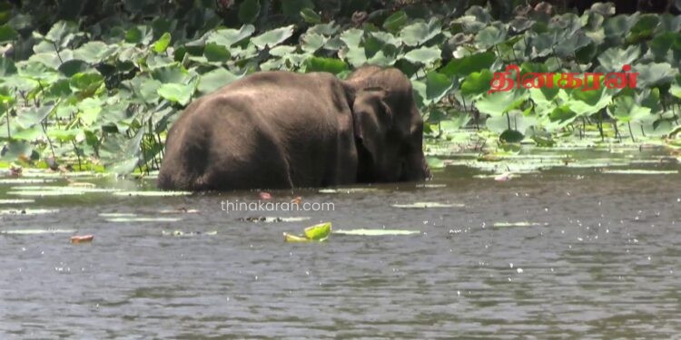கிளிநொச்சியில் யானைகள் அட்டகாசம்!