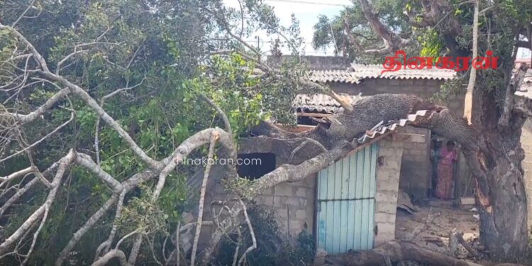 வர்த்தக நிலையத்தின் மீது முறிந்து வீழ்ந்த மரம்.!