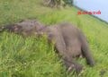 மட்டக்களப்பில் உயிரிழந்த நிலையில் யானை மீட்பு!