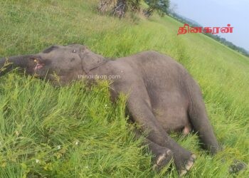 மட்டக்களப்பில் உயிரிழந்த நிலையில் யானை மீட்பு!