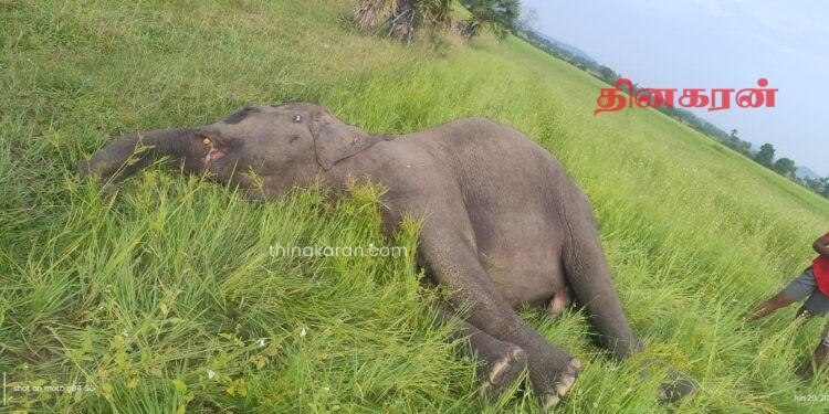 மட்டக்களப்பில் உயிரிழந்த நிலையில் யானை மீட்பு!