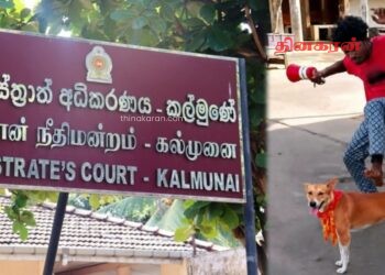நாயை உதைத்து துன்புறுத்திய நபருக்கு பிணை.!