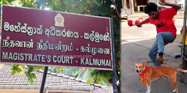 நாயை உதைத்து துன்புறுத்திய நபருக்கு பிணை.!