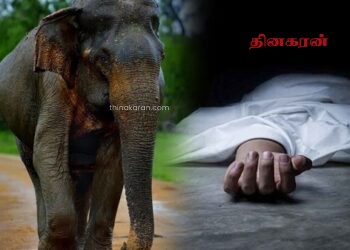 காட்டு யானை தாக்கியதில்குடும்பஸ்தர் பரிதாபப் பலி!