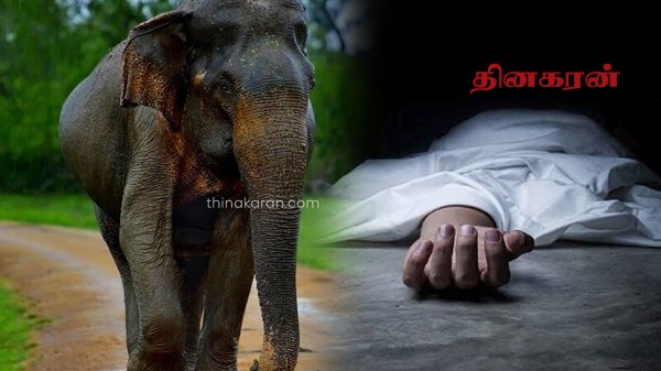 காட்டு யானை தாக்கியதில்குடும்பஸ்தர் பரிதாபப் பலி!