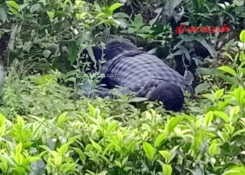 தேயிலை மலையில் ஆண் ஒருவரின் சடலம் மீட்பு!