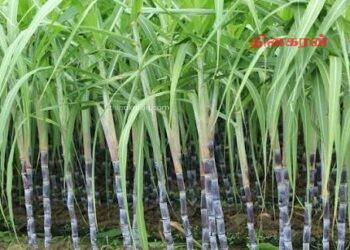 கிளிநொச்சி ஸ்கந்தபுரம் கரும்புத்தோட்ட காணியில் மீண்டும் கரும்பு செய்கை ஆரம்பம்!