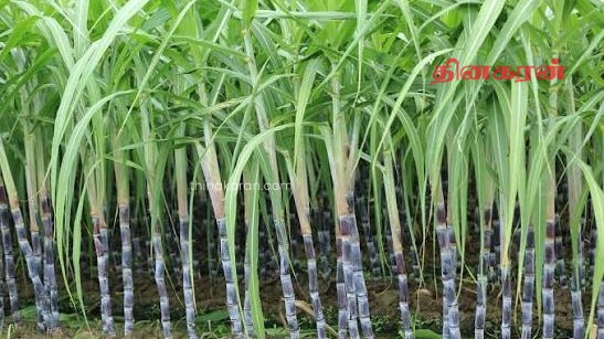 கிளிநொச்சி ஸ்கந்தபுரம் கரும்புத்தோட்ட காணியில் மீண்டும் கரும்பு செய்கை ஆரம்பம்!