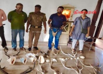 யானைத் தந்தம், மான் கொம்புகளுடன் சிக்கிய பெண்.!