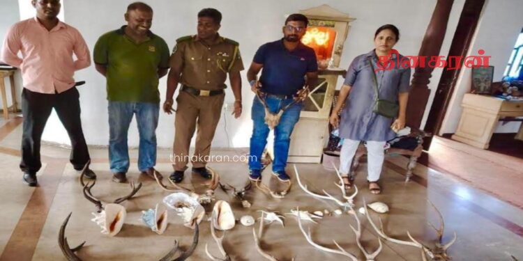 யானைத் தந்தம், மான் கொம்புகளுடன் சிக்கிய பெண்.!
