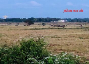 யானை தாக்கி குடும்பஸ்தர் படுகாயம்.!