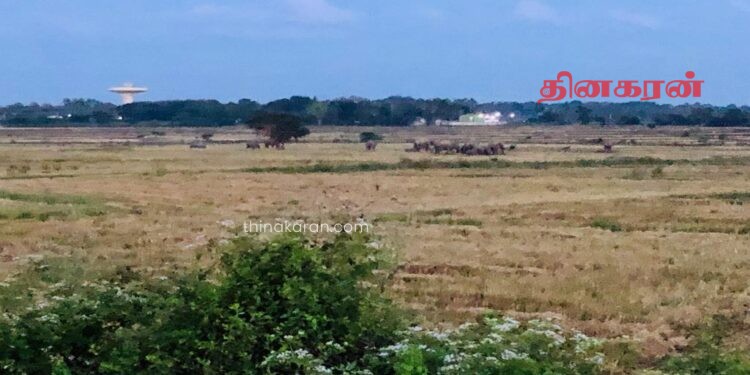யானை தாக்கி குடும்பஸ்தர் படுகாயம்.!